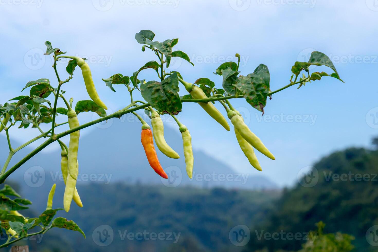 A branch of a chili pepper plant bearing green and ripening red chilies with slightly damaged leaves, set against a scenic mountain landscape photo