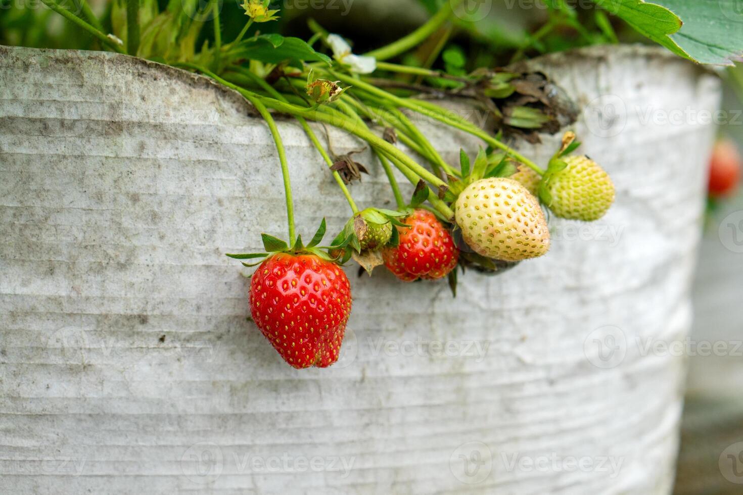 A Close-up of strawberries growing in various ripening stages on a plant, from green to red, hanging over a white plastic grow bag in a greenhouse environment. photo