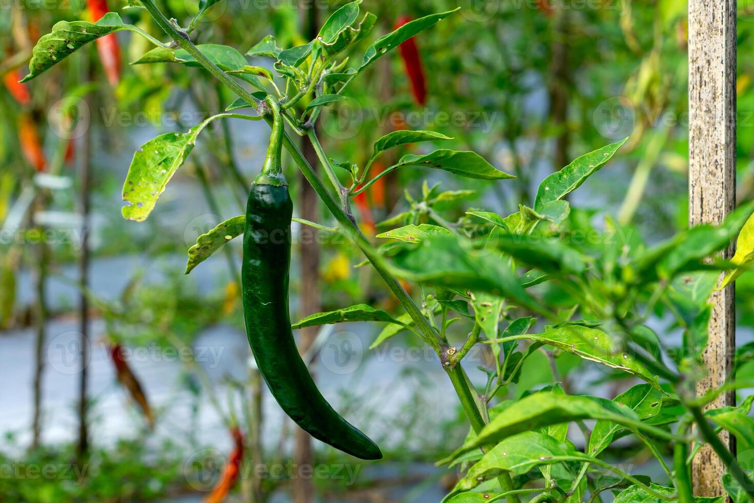 A close-up of a single green chili pepper hanging from a plant in an organic chili farm. The background shows other chili plants with red pods under natural sunlight. photo