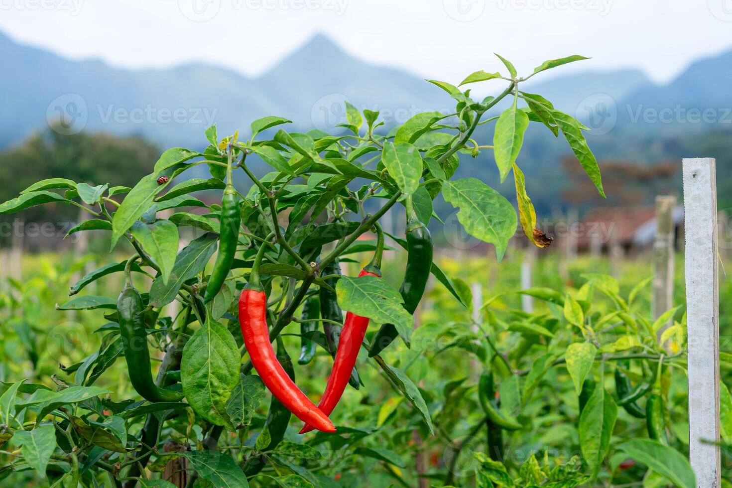 Close-up of a chili pepper plant with ripe red and unripe green chilies growing in an outdoor farm. Lush leaves and a mountain view enhance the natural background. photo