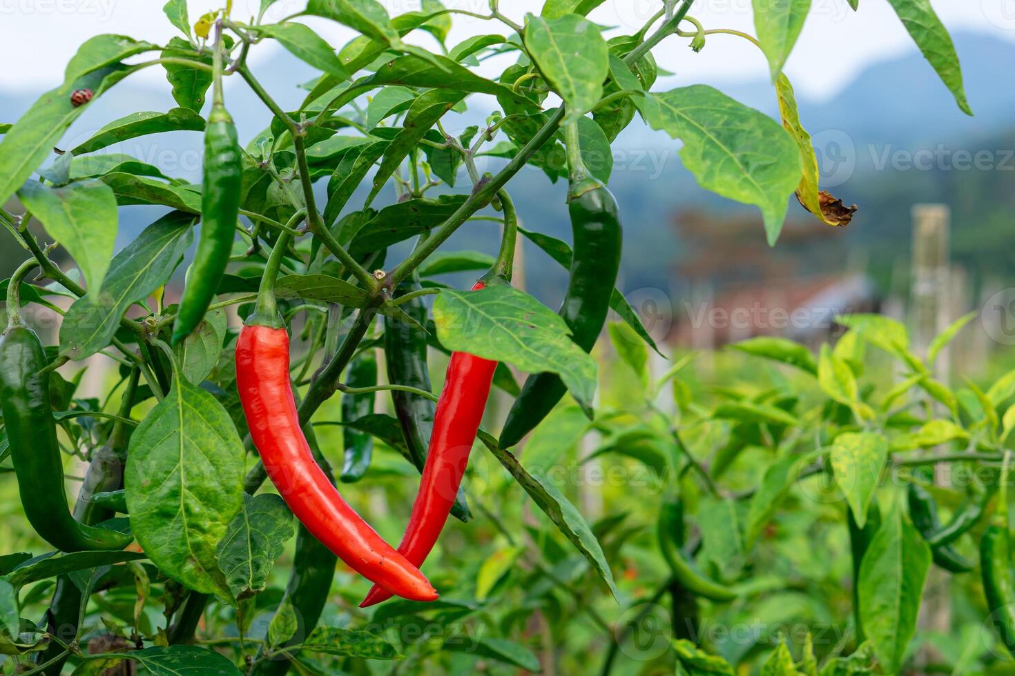 Fresh red and green chili peppers hanging on a healthy plant in an organic farm with green foliage and blurred mountain background, perfect for agriculture-themed visuals photo