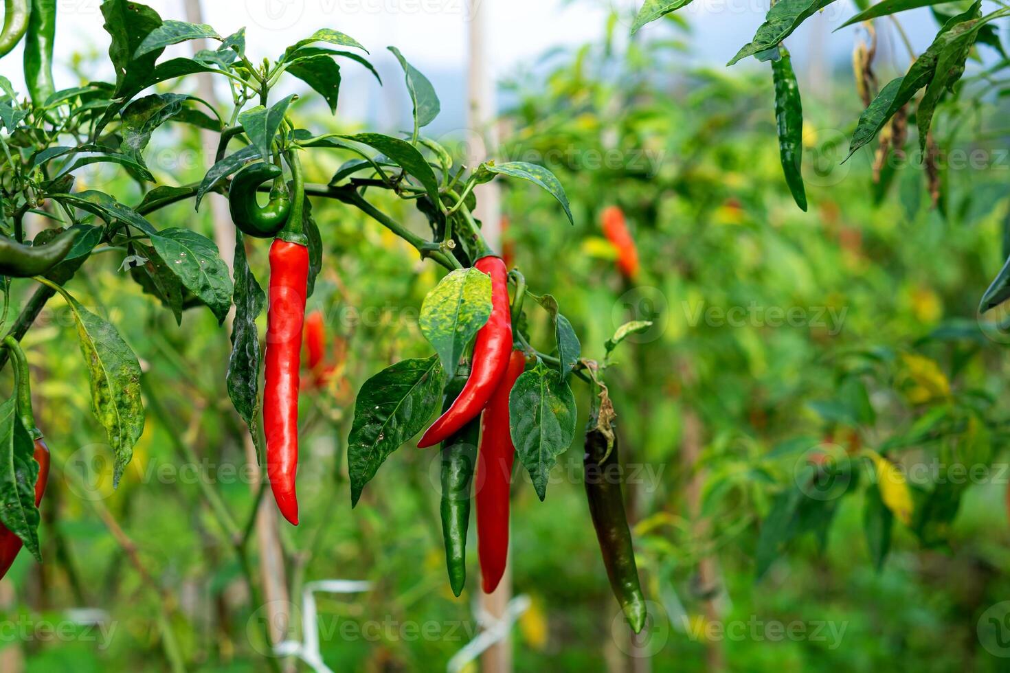 a Ripe red chili peppers hang from a healthy plant in a lush farm. The contrast of red and green chilies photo