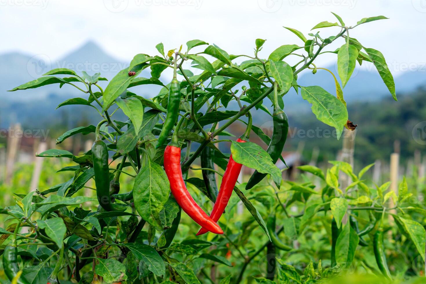 A Close-up of a chili pepper plant with ripe red and unripe green chilies growing in an outdoor farm. Lush leaves and a mountain view enhance the natural background. photo