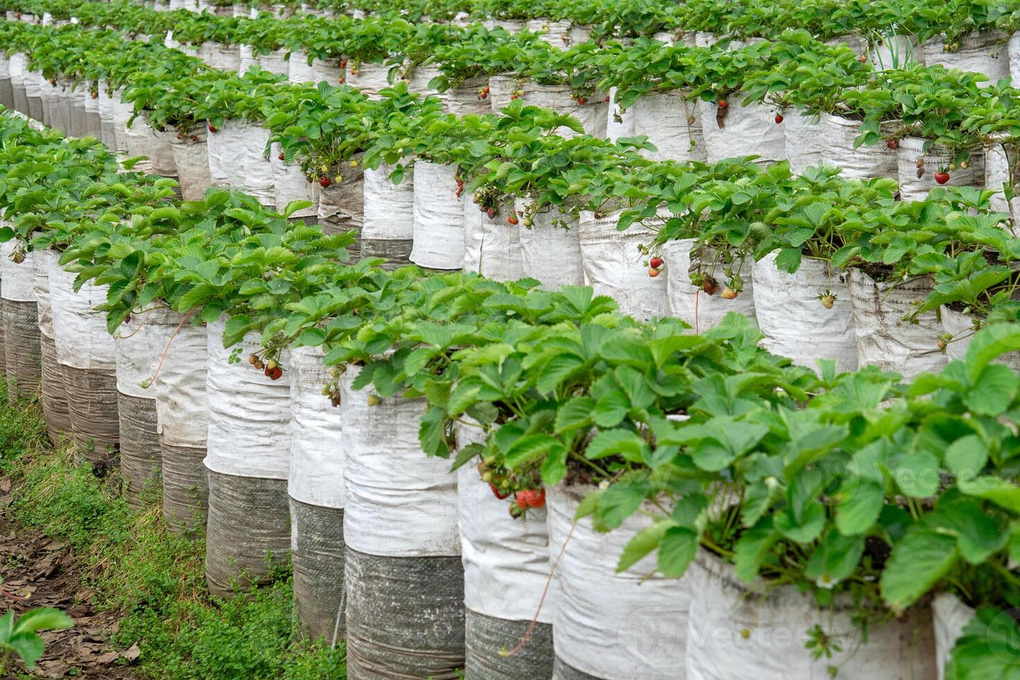 Rows of strawberry plants growing in vertical white plastic grow bags on an organized farm. Green foliage and ripening strawberries illustrate sustainable, modern agriculture. photo