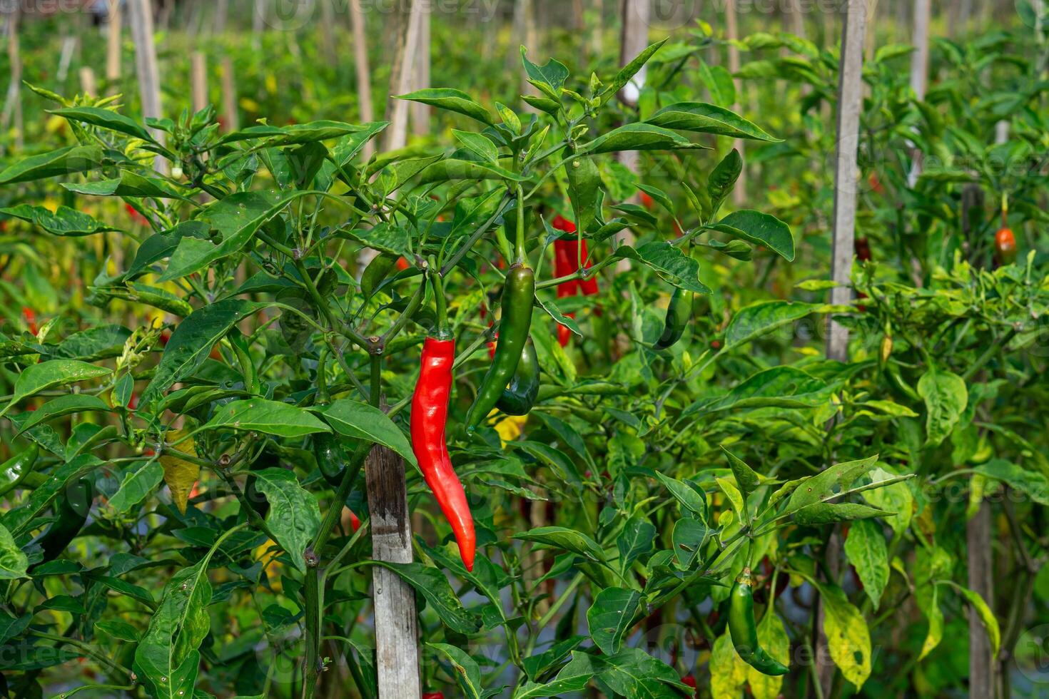 Chili pepper plants with vibrant red and green chilies growing in a cultivated field, supported by wooden stakes. A lush, organic farm under bright natural sunlight. photo