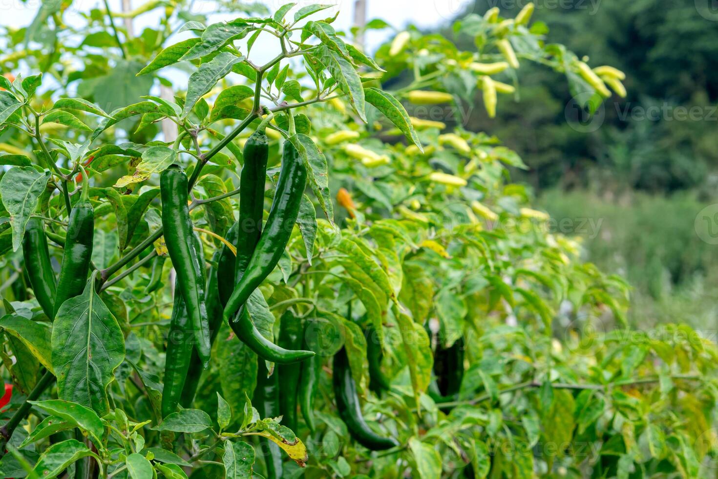 A lush chili pepper plant with clusters of long, glossy green chilies growing in a tropical farmland, surrounded by healthy foliage and natural greenery in the background. photo