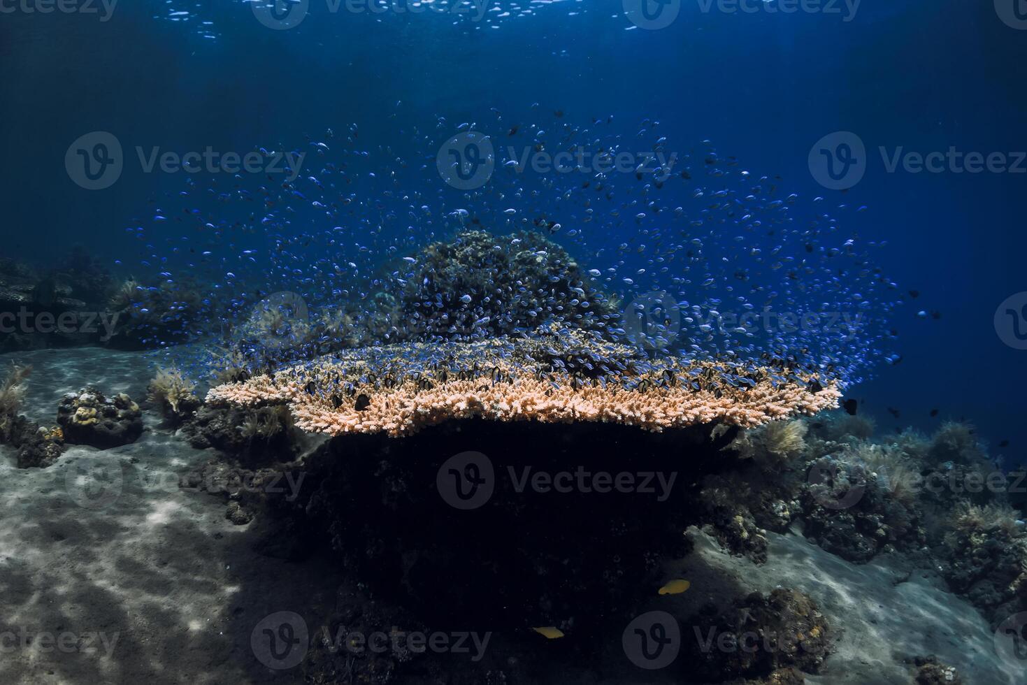 Tropical sea world with corals and blue fish in deep clear ocean photo