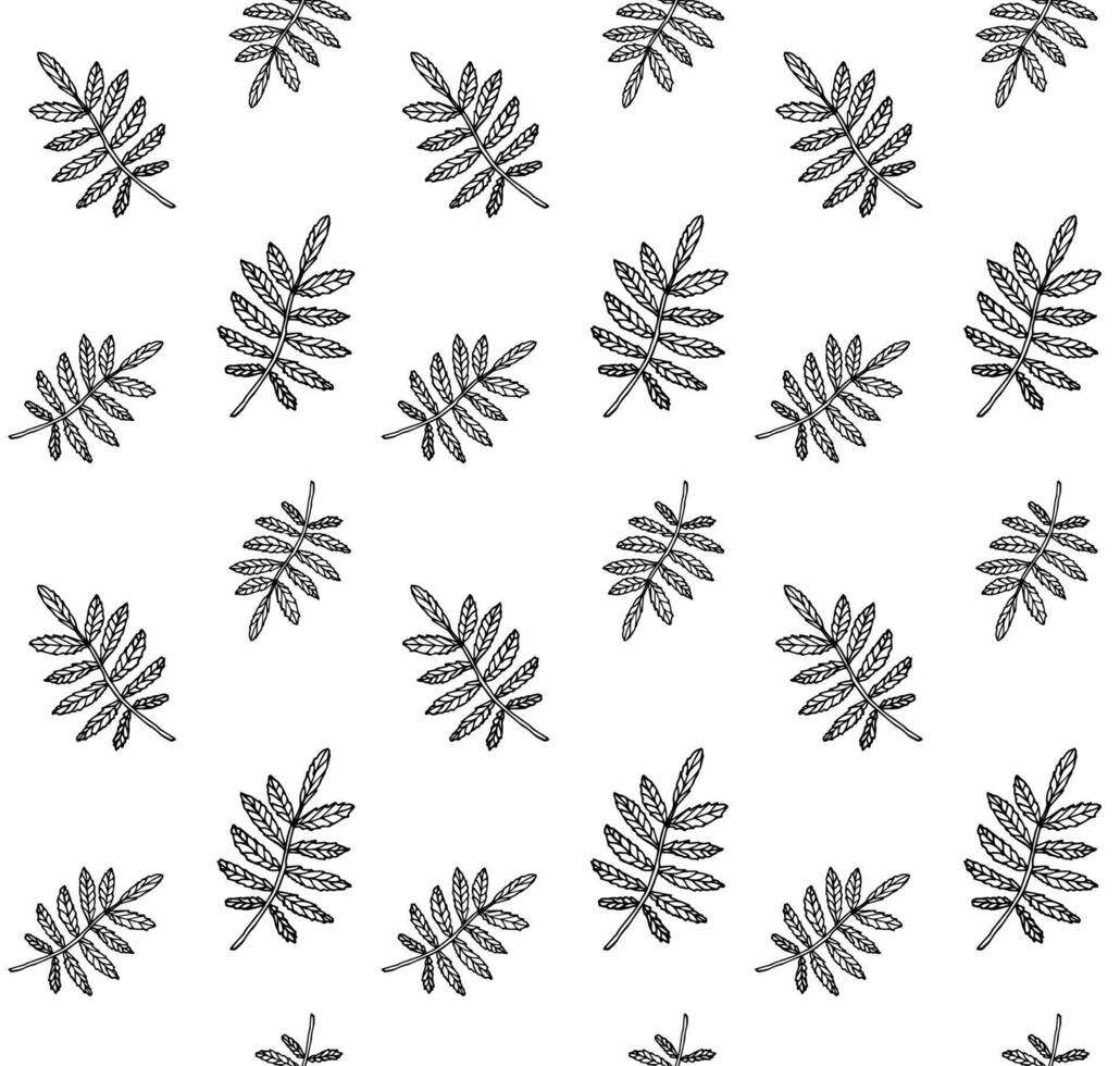 Seamless pattern of hand drawn doodle sketch rowan leaf isolated on white background vector