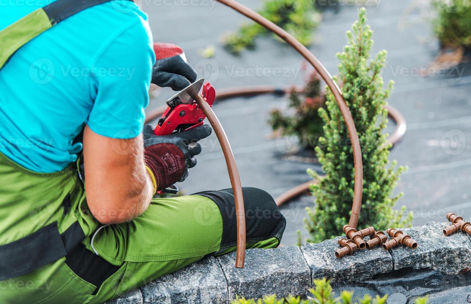 Gardener Uses Tool to Cut Irrigation Tubing While Installing System in Green Landscape photo
