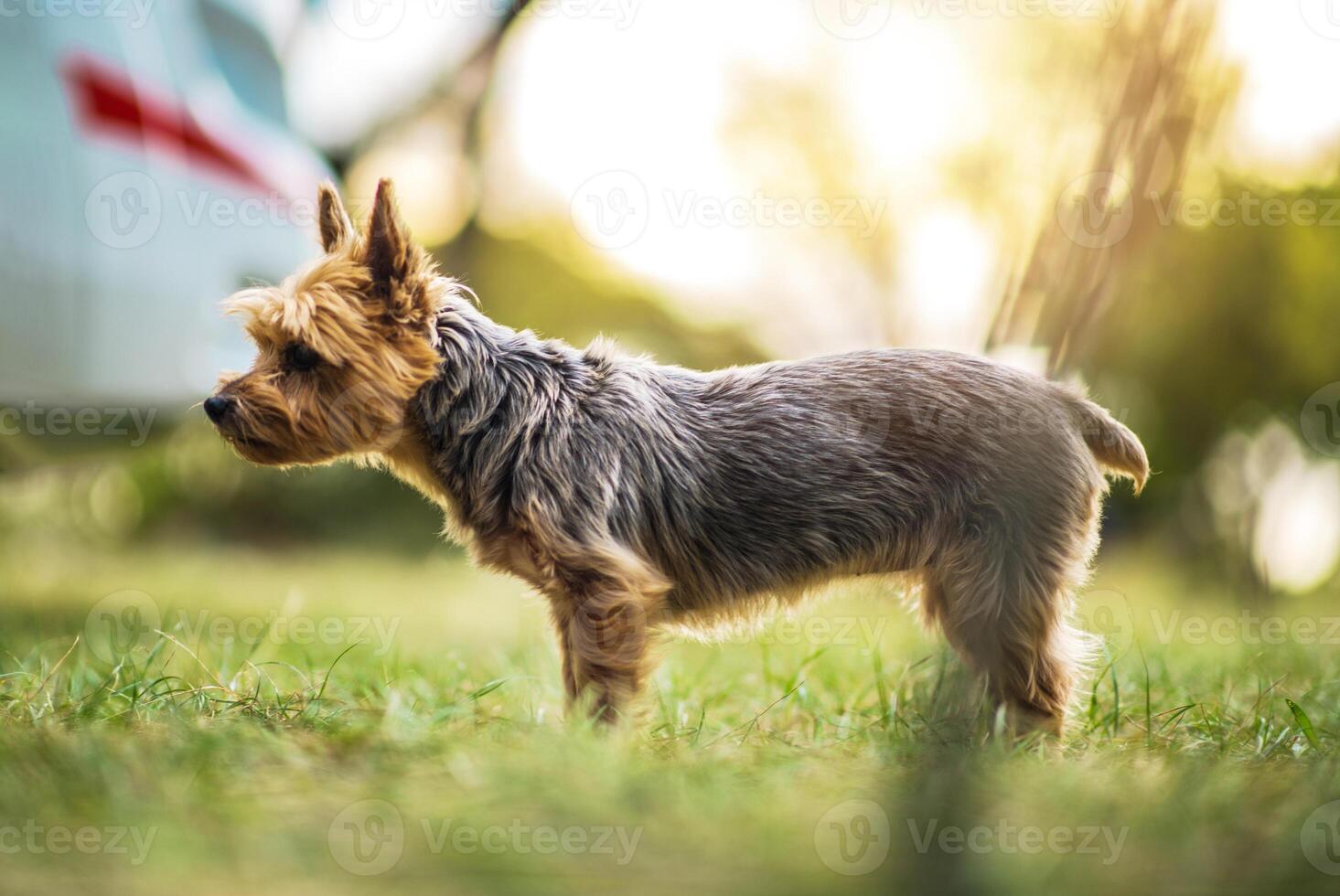 Australian Silky Terrier Standing in Green Grass During Late Afternoon Light photo