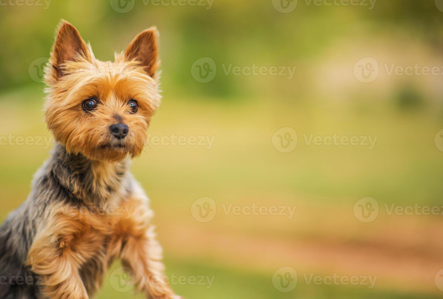 Cute Australian Silky Terrier Dog Enjoys a Sunny Day in a Grassy Park Setting With Blurred Background photo