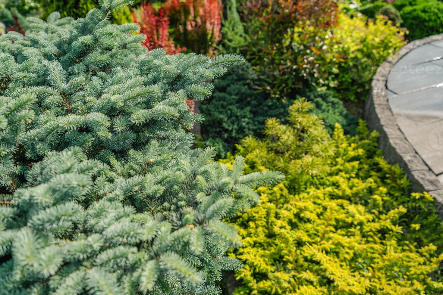 Vibrant Garden With Lush Plants and Colorful Foliage in Daylight photo