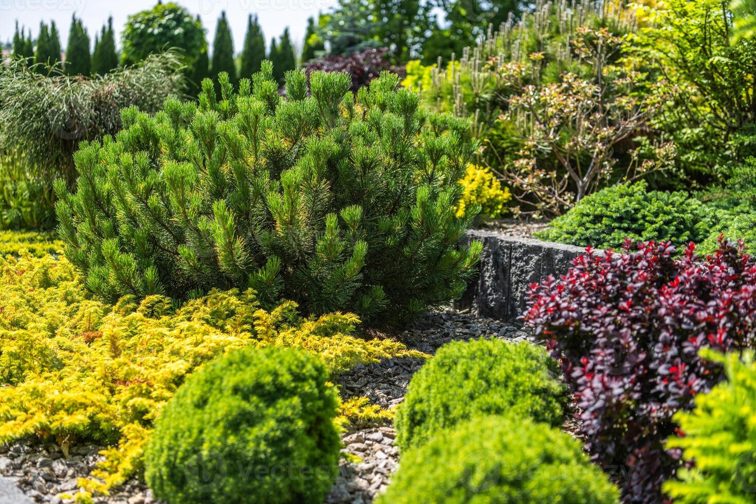 Vibrant Garden Landscape Showcasing Diverse Plants and Colorful Foliage in Bright Sunlight photo