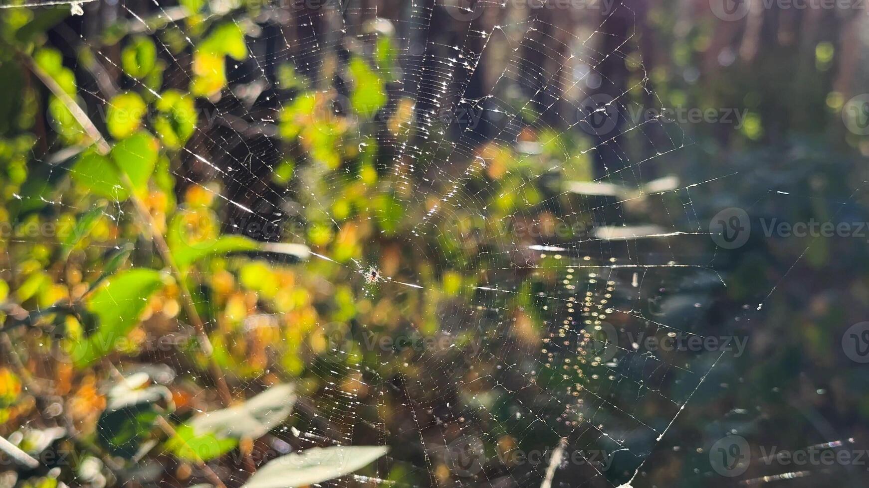 Spiderweb swaying in wind at forest with sunlight at background.Spider builds a cobweb at woodland. Beautiful nature scene on summer park at sunset. Concept of wildlife. Slow motion photo