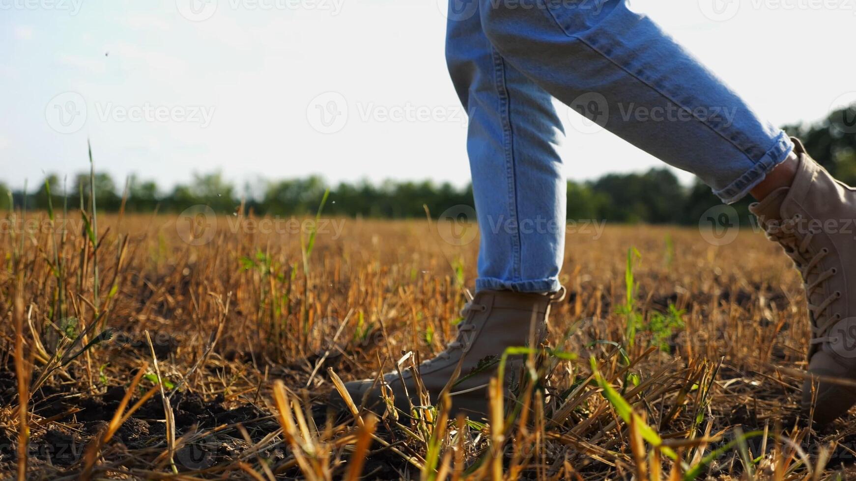 Female feet of farmer going through the wheat meadow at sunset.Legs of agronomist in boots walking among barley plantation at dusk. Concept of agricultural business. Slow motion photo