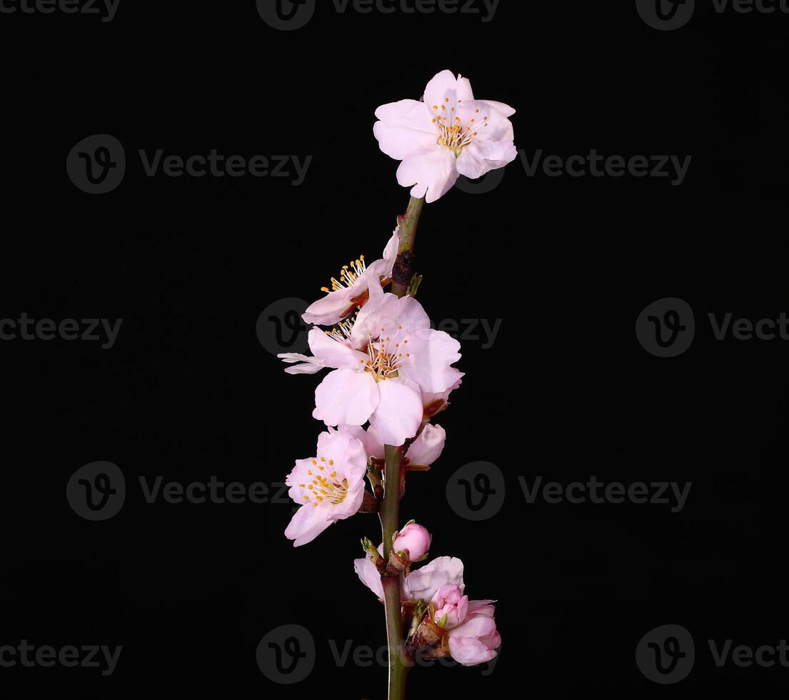 A single pink flower is on a stem against a black background photo