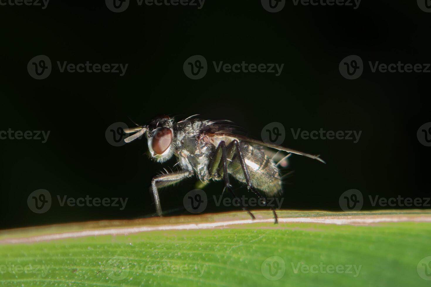 Limnophora insect on leaf during daylight in natural habitat photo