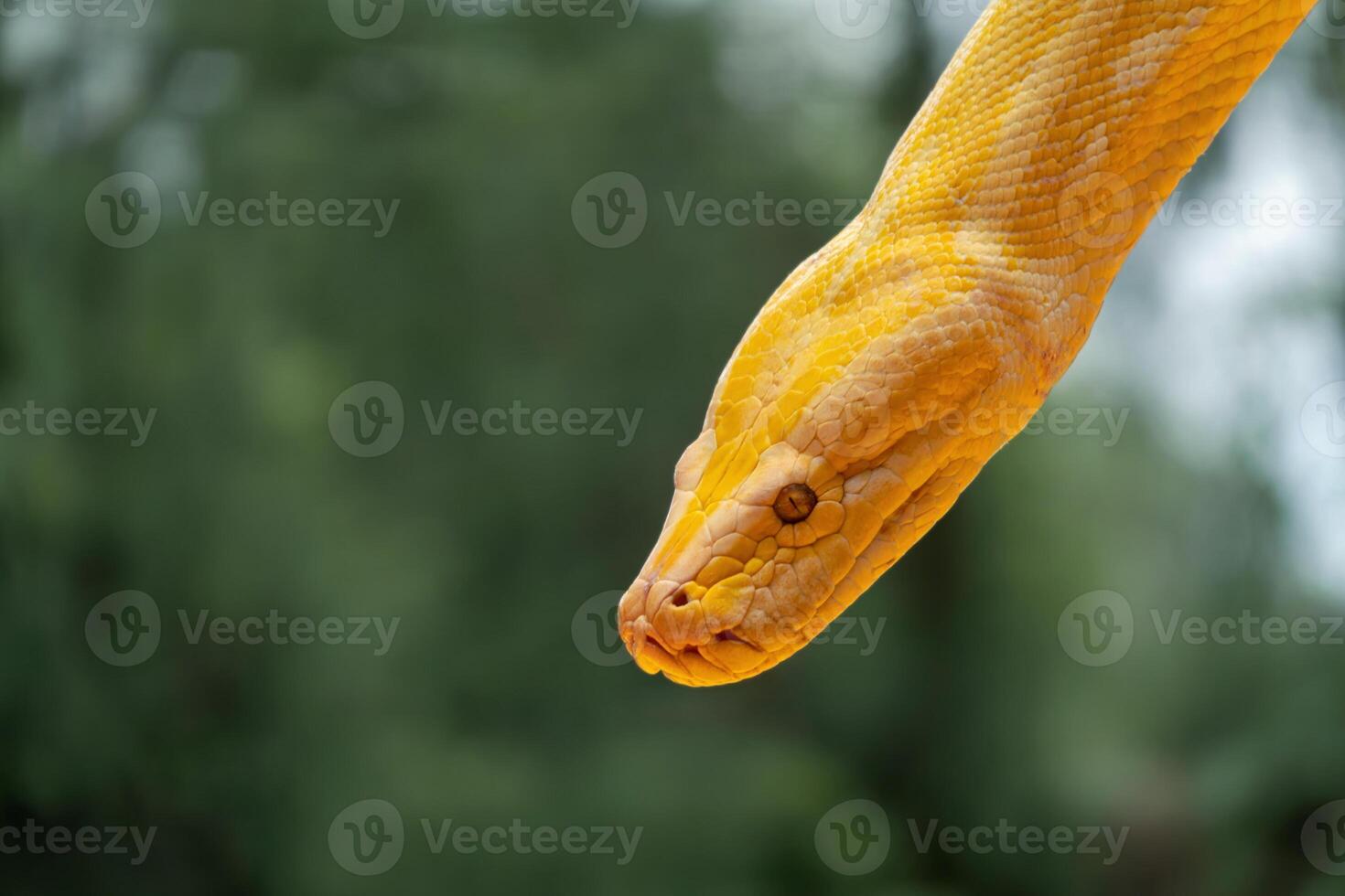 Stunning albino Burmese python glistens in natural light within a lush environment photo