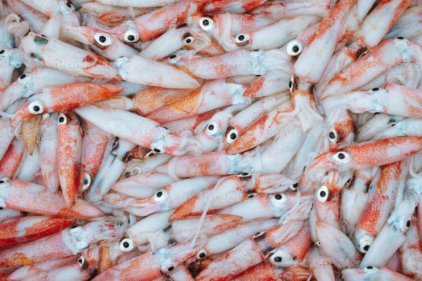 catch of fresh squid on display at a seafood market. Background with fresh squids photo