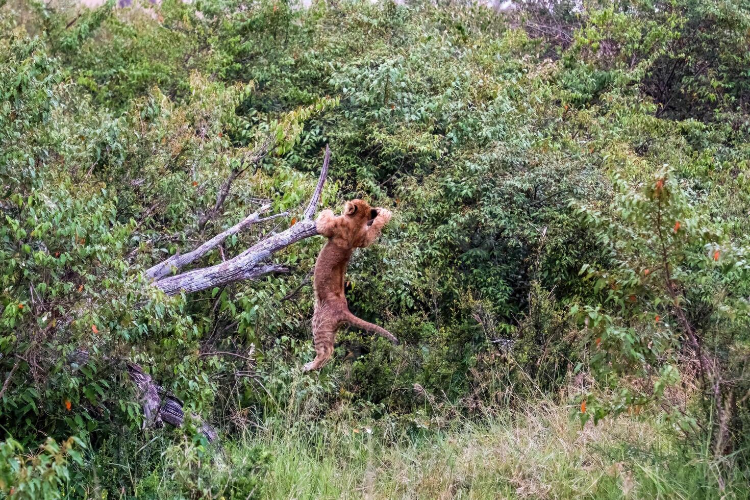 Lion cub hanging from a tree branch in the african forest photo