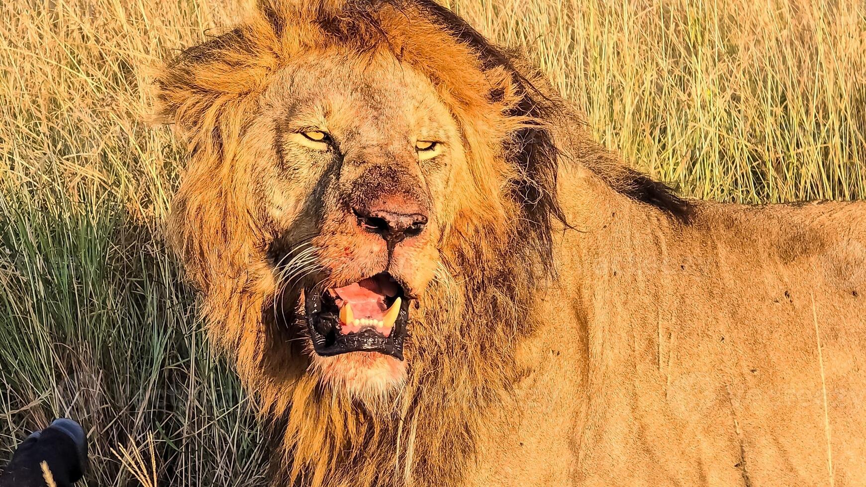 Male lion showing teeth and growling in African savanna photo