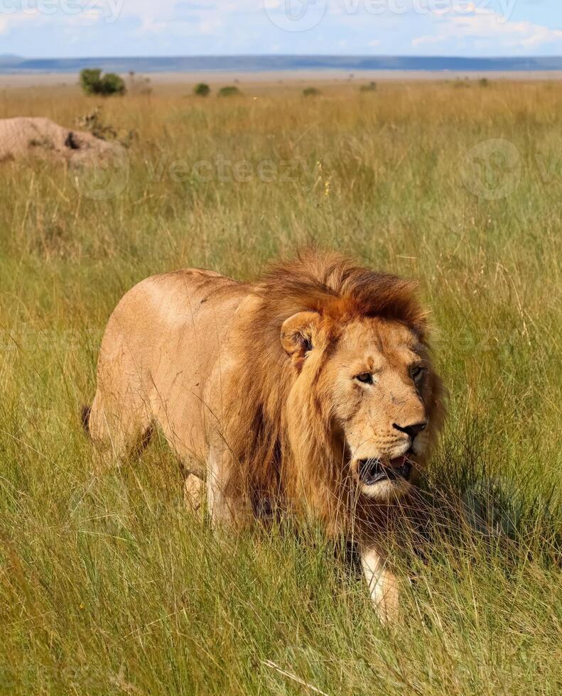 Majestic Male lion walking in the african savanna during a safari in Kenya photo