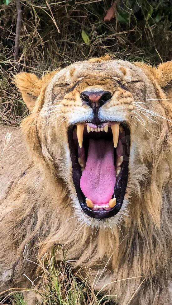 Male lion showing teeth and pink tongue while yawning in the savannah photo