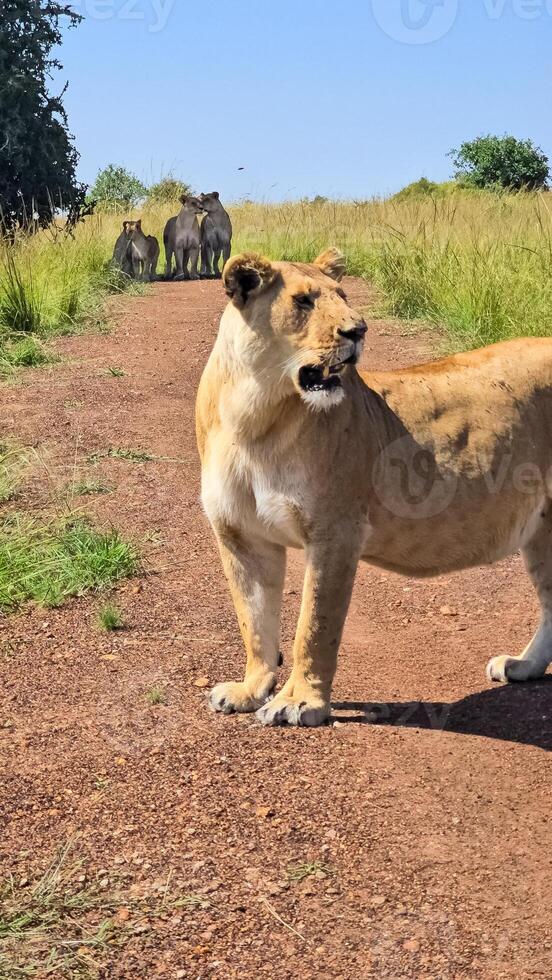 Lioness standing on a dirt road and watching other lions in the distance photo