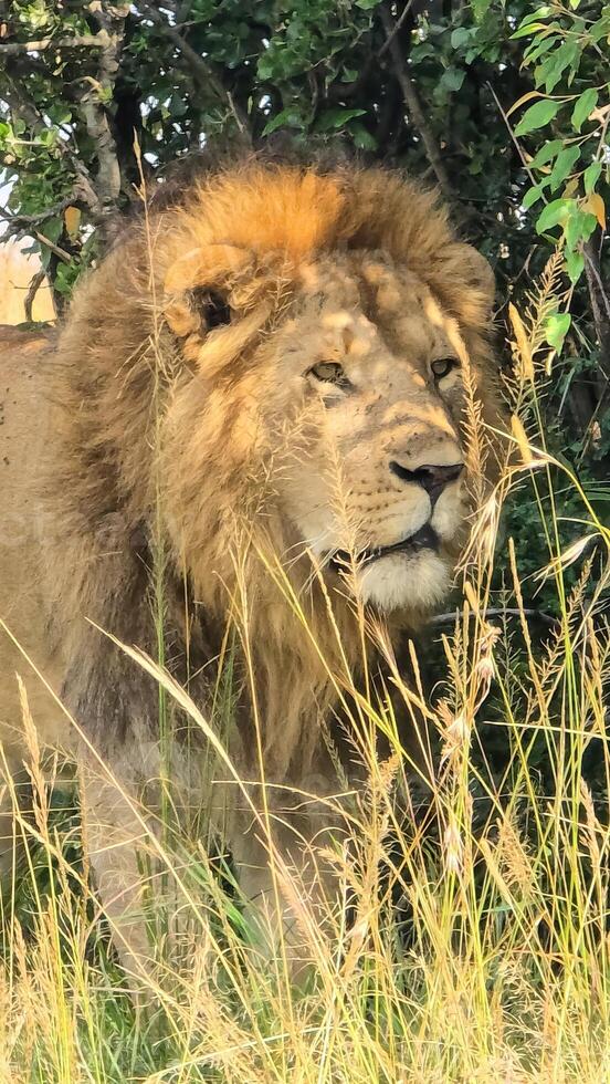 Majestic male lion hiding in the tall grass of the African savanna photo