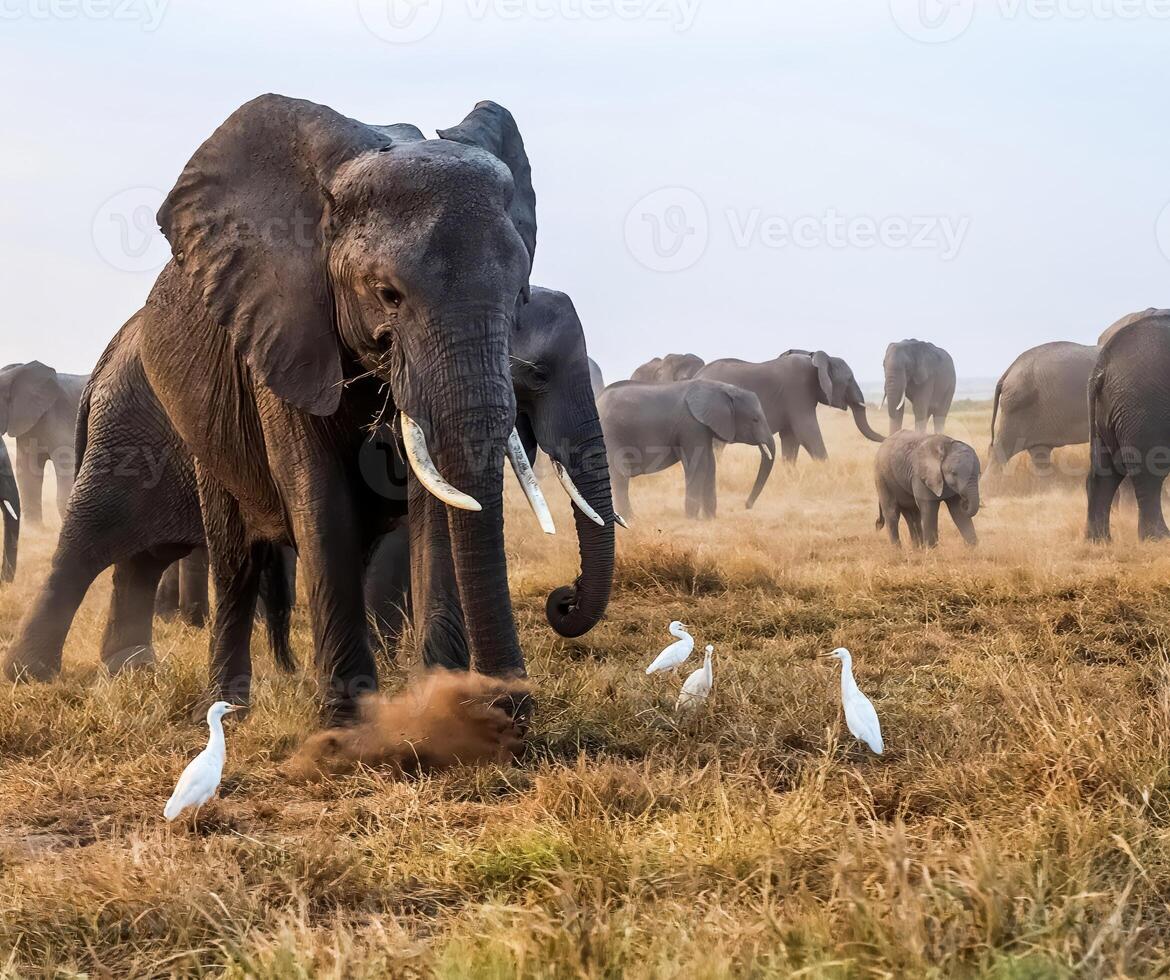 Elephant kicking up dust in Amboseli National Park, Kenya photo