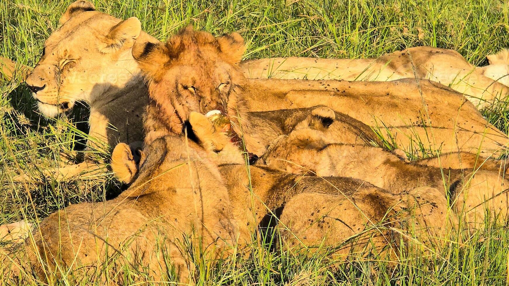 Lions sleeping and resting in the high grass of the african savannah photo