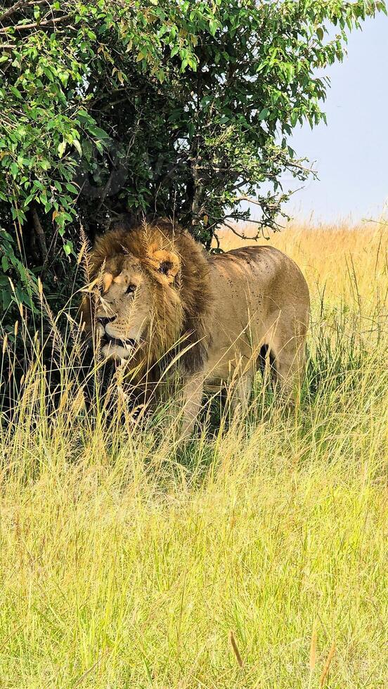 Majestic lion hiding in the tall grass of the African savanna photo