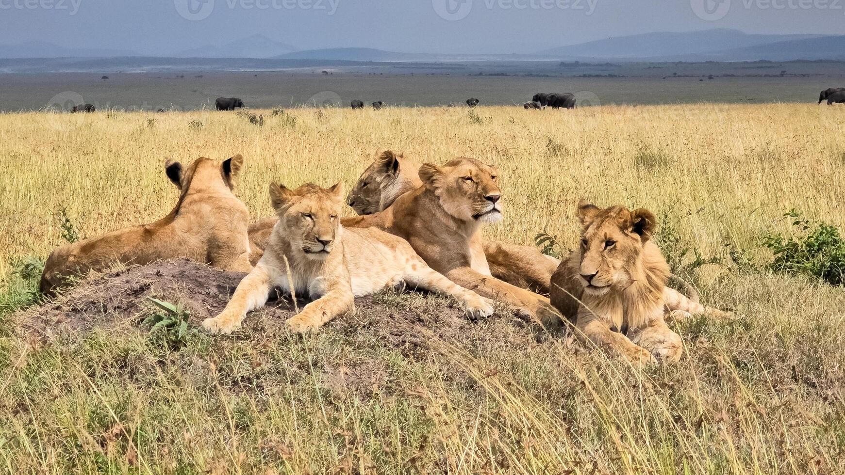 Group of lions resting on a termite mound in the african savanna photo