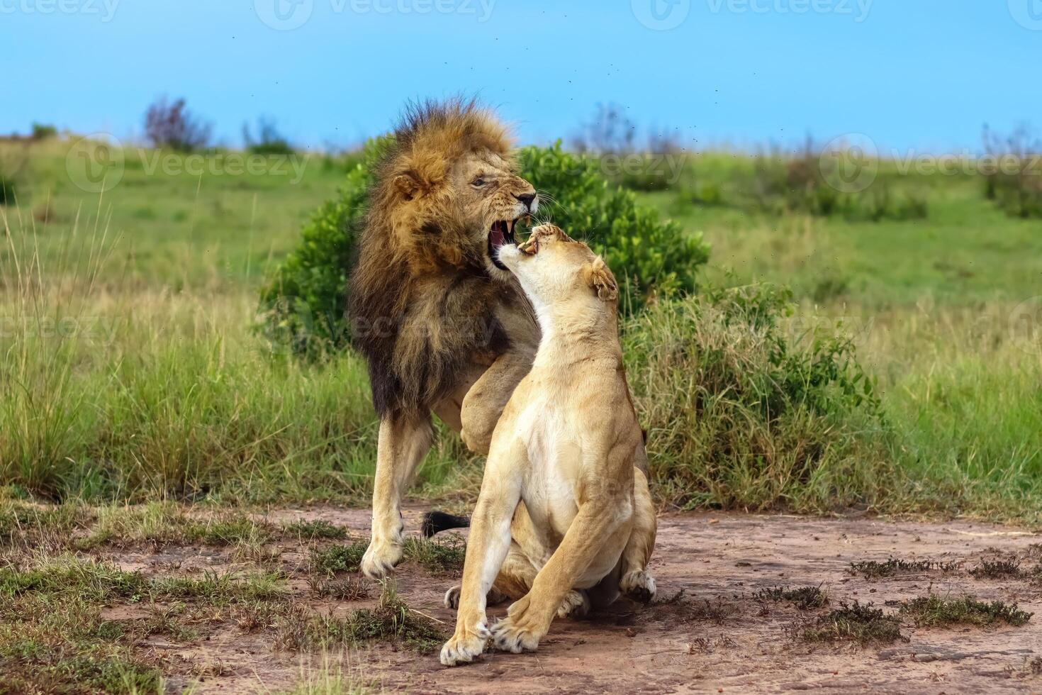 Male lion biting female lioness during mating ritual in Africa photo
