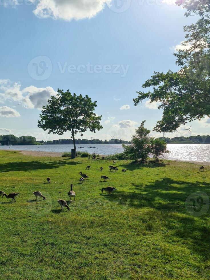 Geese grazing in a lakeside park on a sunny day photo