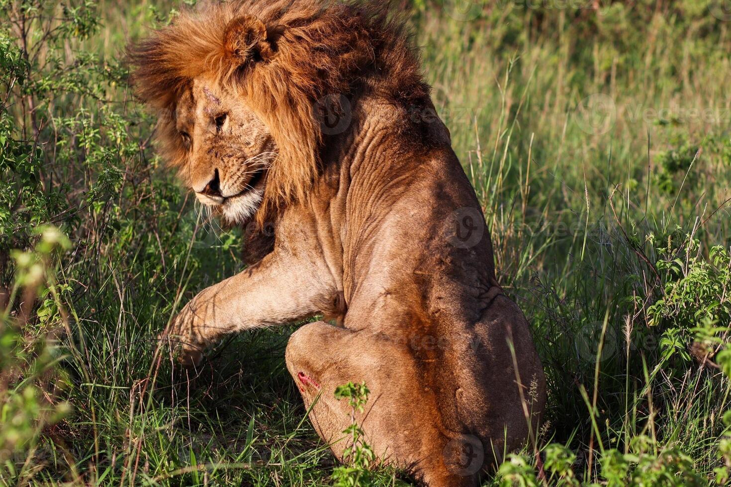 Majestic lion resting in the African savanna with battle scars photo