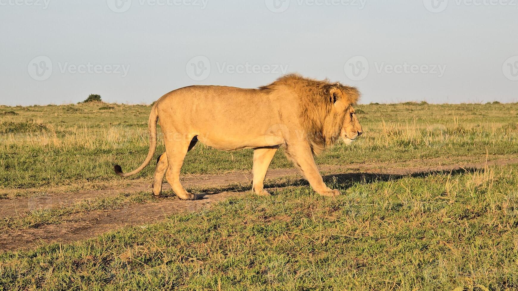 Strong Male lion walking in the african savanna during a safari in Kenya photo