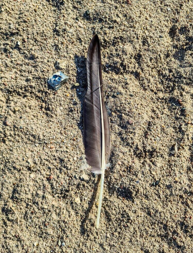 Dark feather lying on the sand of a beach photo