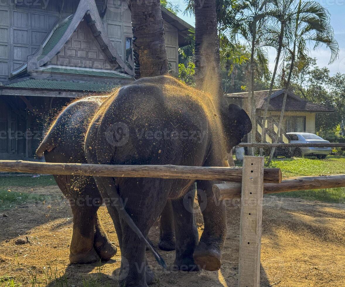 Cute exotic elephants in a serene environment for preservation, gray Asian elephants walking peacefully in a nature park. Symbolizing the importance of conservation and wildlife protection. photo