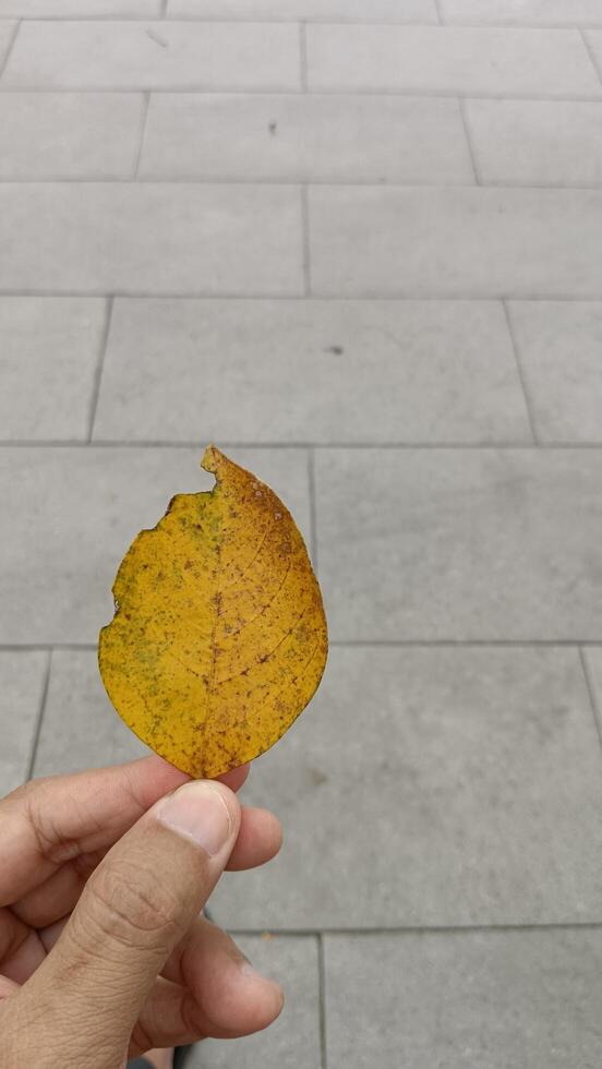A person holding a yellow leaf in front of a gray background photo