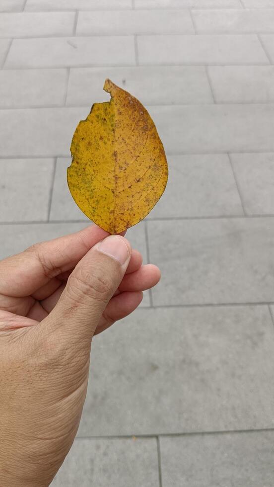 A person holding a yellow leaf on a sidewalk photo