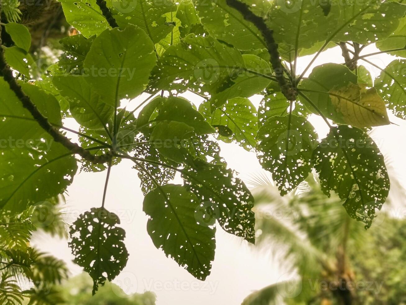 Close-up of a damaged green leaf with holes, showing insect damage and natural textures. The detailed texture and patterns highlight the natural cycle of plant life. photo