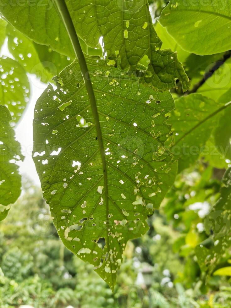 Close-up of a damaged green leaf with holes, showing insect damage and natural textures. Captured in natural sunlight against a blurred background of trees. photo