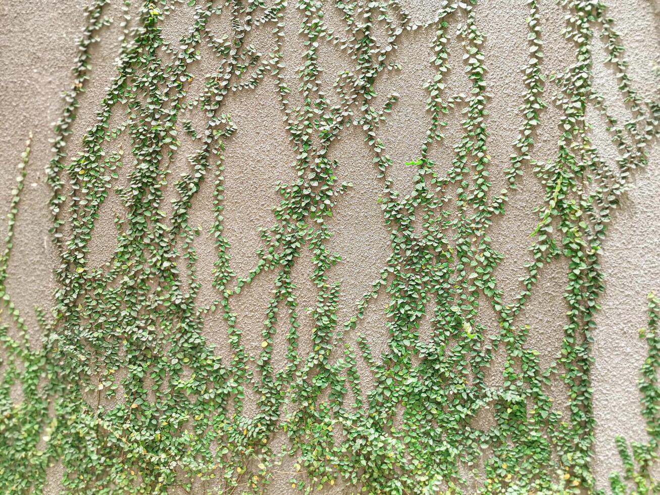 Lush Green Ivy Climbing Concrete Wall Texture Background. Perfect for nature, architecture, or design projects needing a touch of organic texture and vibrant color. photo