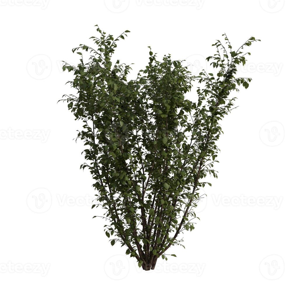A tall bush with green leaves on a white background photo