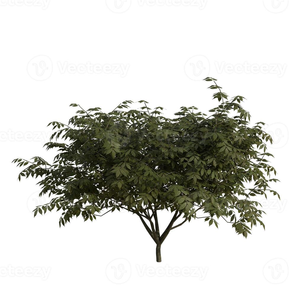 A small green tree with leaves on it is shown photo