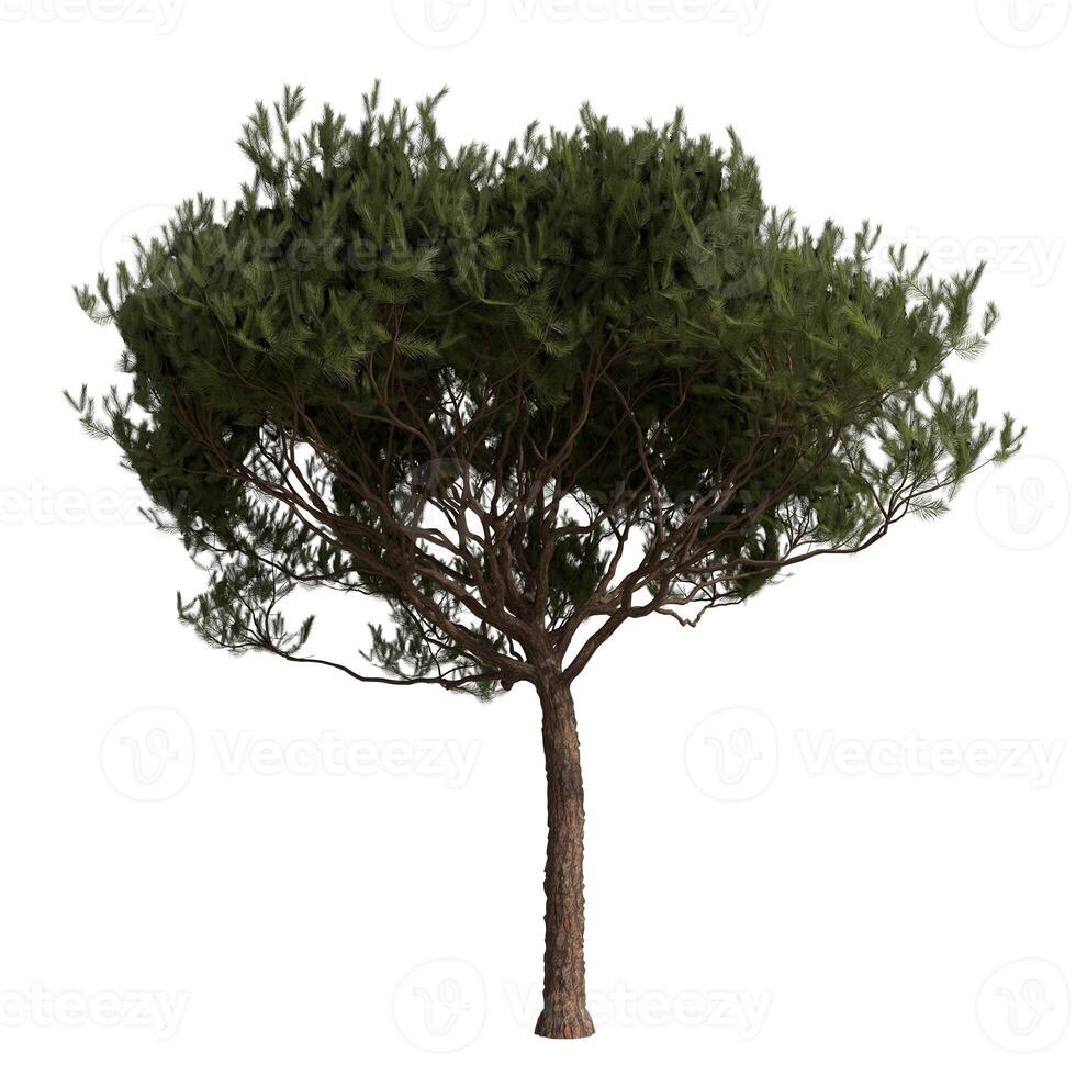 A very large tree is shown on a white background photo