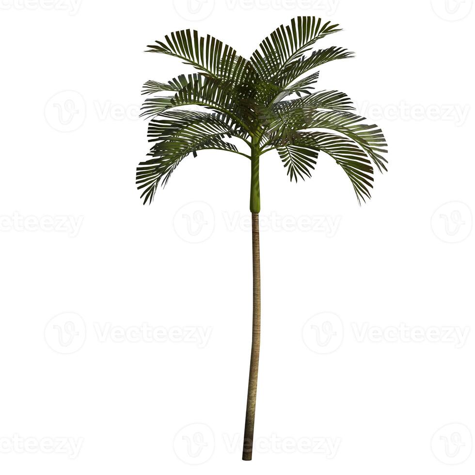 A tall green palm tree is shown on a white background photo