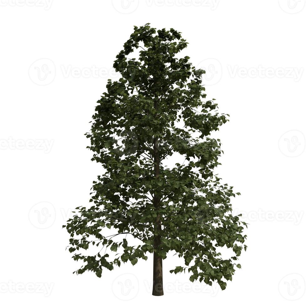 A green tree is shown on a white bg photo