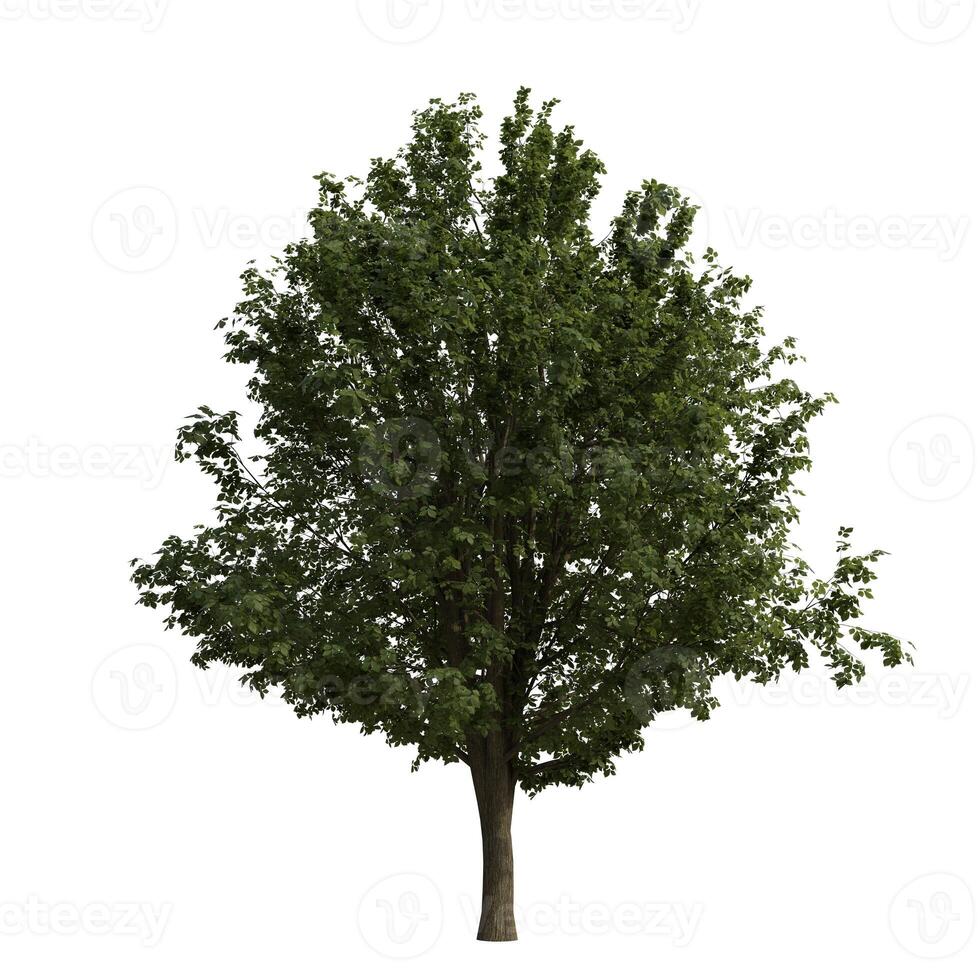 A big wide green tree is shown on a white background photo